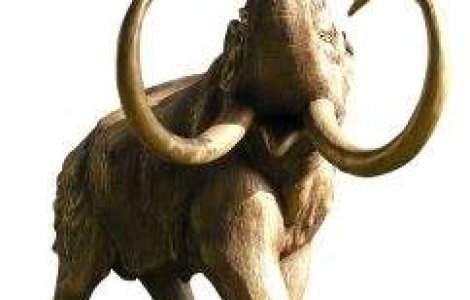 Colt de mamut vechi de 10 mii de ani, descoperit in Germania