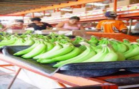 Spray-ul care previne putrezirea bananelor