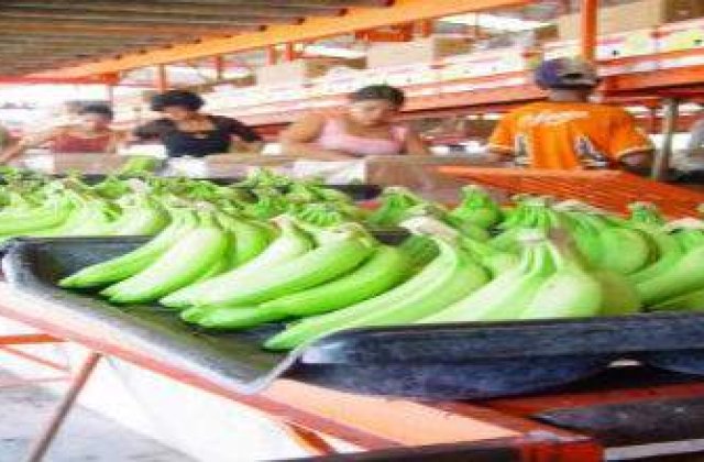 Spray-ul care previne putrezirea bananelor