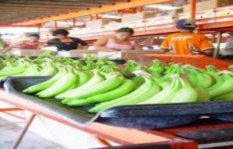 Spray-ul care previne putrezirea bananelor