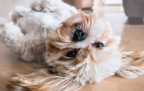  Top  10 rase de caini potrivite pentru cei care petrec mult timp la munca