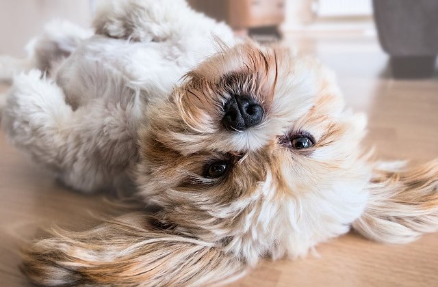 Stapani norocosi, chiar daca nu prea stau pe acasa: 10 rase de caini potrivite pentru cei care petrec mult timp la munca