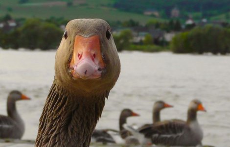 50 de rate si de gaste, acuzate in instanta ca macaie prea tare intr-o localitate din Franta