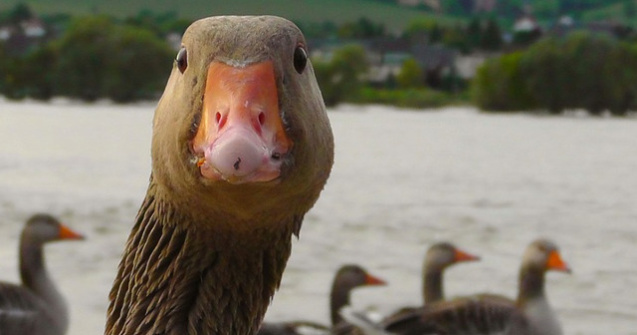 50 de rate si de gaste, acuzate in instanta ca macaie prea tare intr-o localitate din Franta