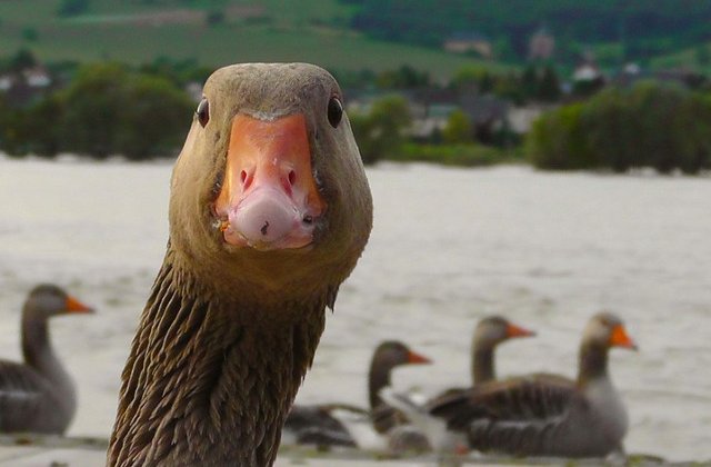 50 de rate si de gaste, acuzate in instanta ca macaie prea tare intr-o localitate din Franta