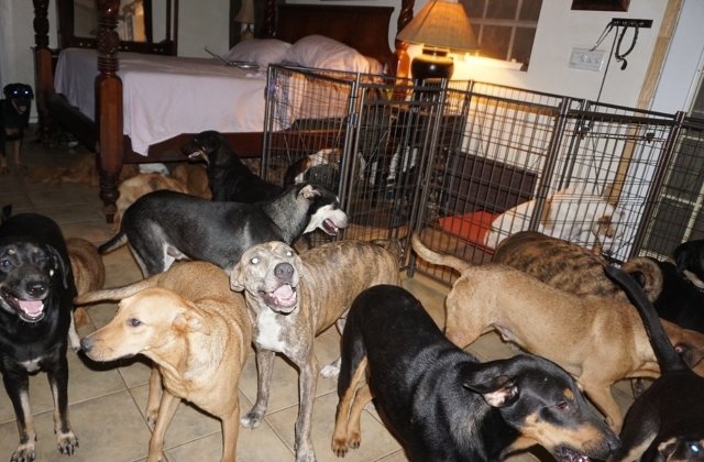 O femeie a adus aproape 100 de caini in casa, pentru a-i salva din calea uraganului Dorian