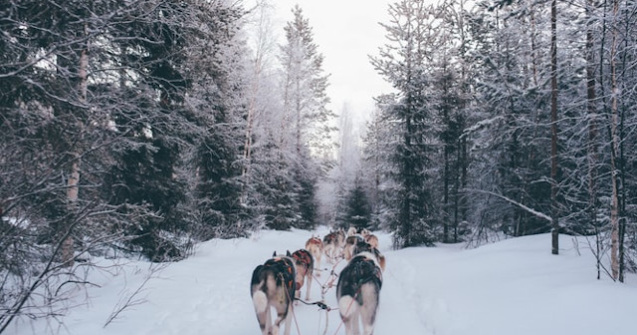 Finlanda, desemnata cea mai buna destinatie de calatorie in salbaticie a anului 2019