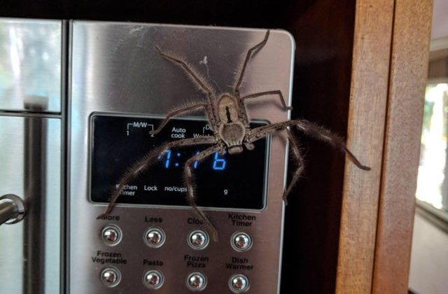 Pun pe fuga pe oricine: 10+ imagini infricosatoare, cum numai in Australia poti intalni