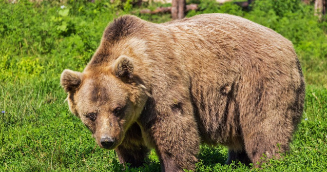 Un cetatean canadian a fost atacat de un urs, in apropiere de Azuga