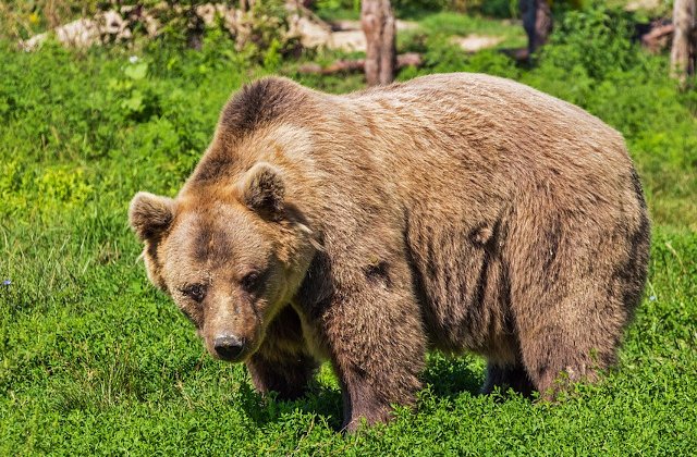 Un cetatean canadian a fost atacat de un urs, in apropiere de Azuga