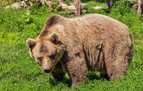 Un cetatean canadian a fost atacat de un urs, in apropiere de Azuga