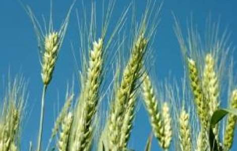 Rusia a ramas fara grau din cauza secetei