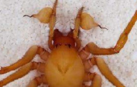 S-a descoperit o noua specie de paianjen