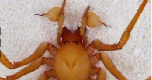 S-a descoperit o noua specie de paianjen