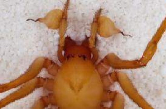 S-a descoperit o noua specie de paianjen