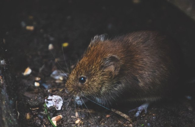 New York si lupta impotriva sobolanilor. Cea mai recenta capcana: baile cu alcool