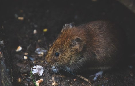 New York si lupta impotriva sobolanilor. Cea mai recenta capcana: baile cu alcool