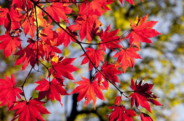 Vreme calduroasa in aceasta saptamana. Meteorologii au anuntat si de cand se raceste