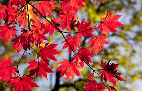 Vreme calduroasa in aceasta saptamana. Meteorologii au anuntat si de cand se raceste