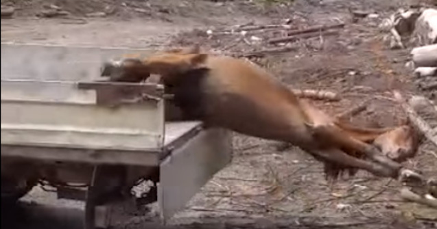 Patru barbati au torturat un cal si l-au folosit ca momeala pentru ursi in Muntii Rodnei