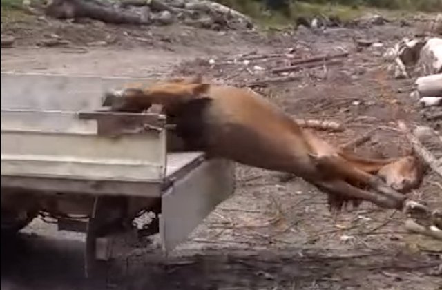 Patru barbati au torturat un cal si l-au folosit ca momeala pentru ursi in Muntii Rodnei