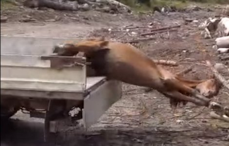 Patru barbati au torturat un cal si l-au folosit ca momeala pentru ursi in Muntii Rodnei