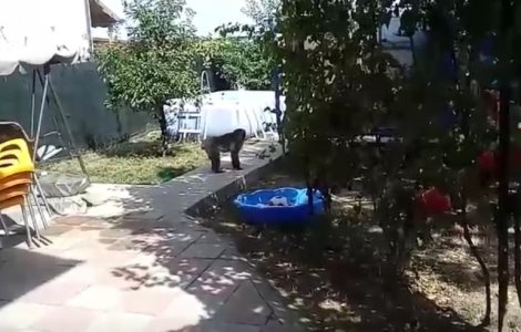 O maimuta se plimba libera prin Capitala. Au fost chemati jandarmii