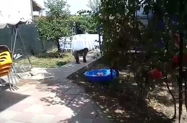 O maimuta se plimba libera prin Capitala. Au fost chemati jandarmii