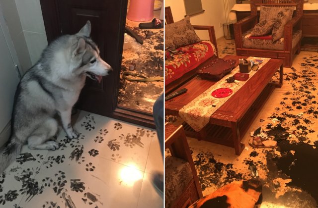 10+ imagini cu animale care le dau mari batai de cap stapanilor