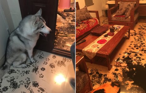  Top  10+ imagini cu animale care creeaza doar probleme