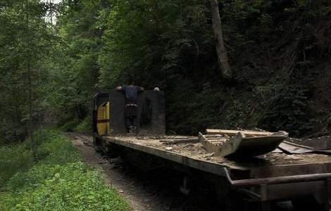 Romania ramane fara paduri: Ritmul defrisarilor il depaseste pe cel din tarile africane