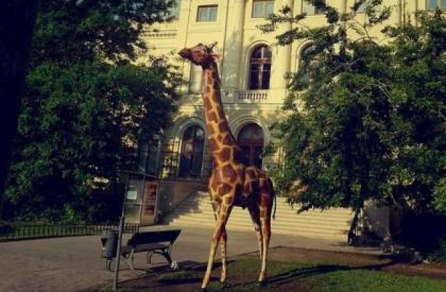 Girafa de la Antipa "traieste" din nou
