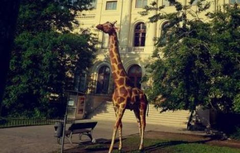 Girafa de la Antipa "traieste" din nou
