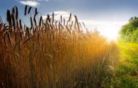 Agricultura "prea" bogata: Exportam ieftin si importam scump