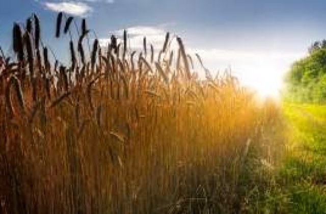 Agricultura "prea" bogata: Exportam ieftin si importam scump