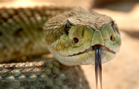 88 de reptile, printre care 43 de serpi veninosi, gasite in bagajele unui barbat pe aeroportul din Viena