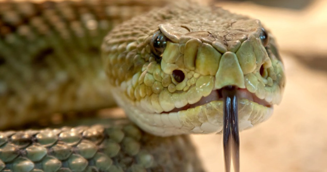 88 de reptile, printre care 43 de serpi veninosi, gasite in bagajele unui barbat pe aeroportul din Viena