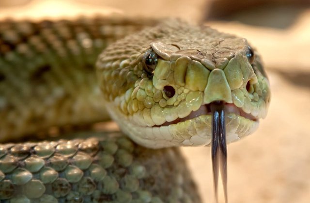 88 de reptile, printre care 43 de serpi veninosi, gasite in bagajele unui barbat pe aeroportul din Viena