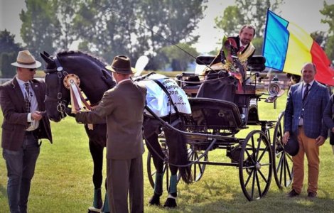 Un armasar din Transilvania, campion mondial la categoria "Cai de 5 ani". Titlul i-a fost acordat in Ungaria