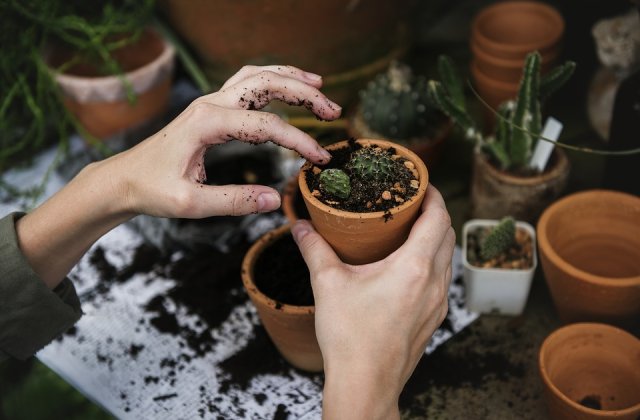 Ai grija ce plantezi in gradina: 10 flori despre care nu stiai ca pot fi toxice