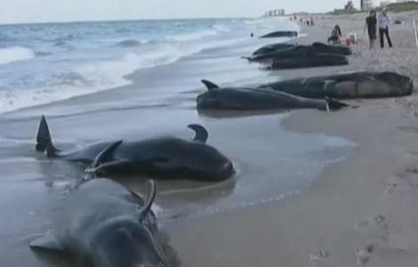 22 de balene au esuat pe o plaja din Florida