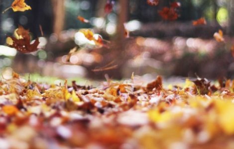 Prognoza meteo: Temperaturi medii diurne intre 11 si 26 de grade, saptamana viitoare