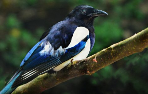 Un biciclist a murit dupa ce a fost atacat de o cotofana