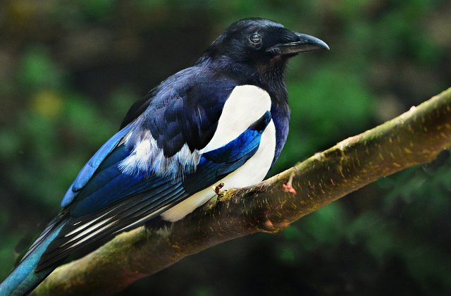 Un biciclist a murit dupa ce a fost atacat de o cotofana