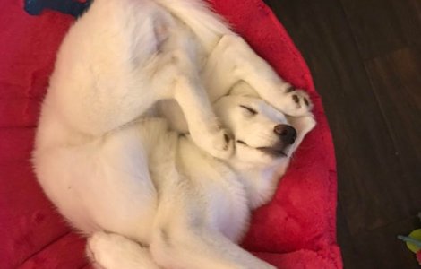  Top  Pozitii de dormit neobisnuite: 15+ imagini bizare care ilustreaza ca pentru caini somnul este o prioritate