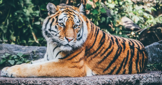 Thailanda: Peste jumatate dintre tigrii salvati dintr-un templu budist au murit