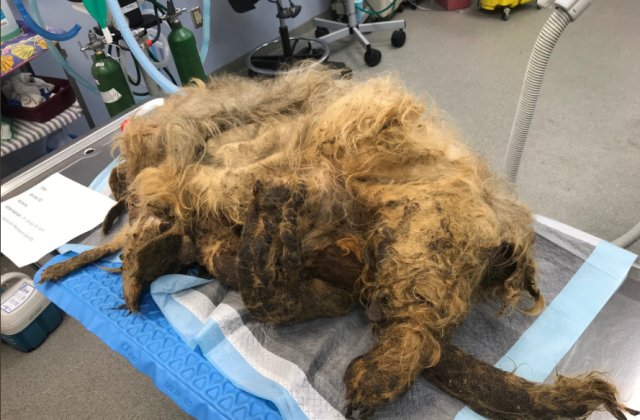 Un caine acoperit in intregime de blana a fost salvat de o echipa de veterinari