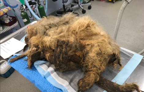 Un caine acoperit in intregime de blana a fost salvat de o echipa de veterinari