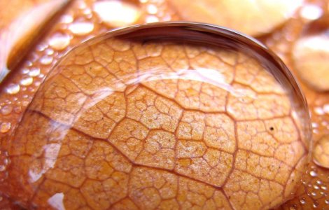 O fetita de 10 ani a murit din cauza unei infectii provocate de o amiba "devoratoare de creier"