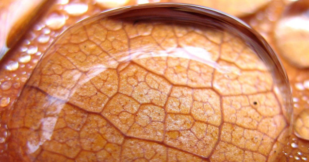 O fetita de 10 ani a murit din cauza unei infectii provocate de o amiba "devoratoare de creier"